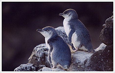 Little Blue or Fairy Penguin of Australia and New Zealand